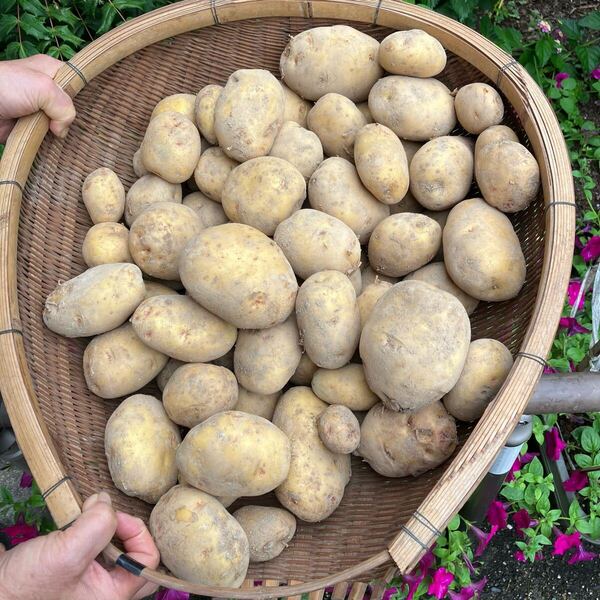 じゃがいも きたあかり 7kg おまけ付き