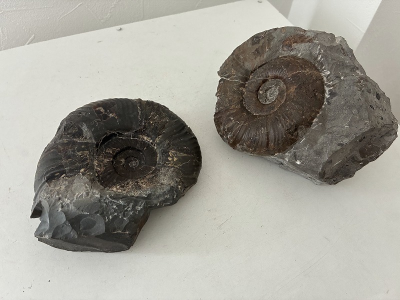 ユーバリセラス　北海道産　アンモナイト　化石　ユウバリセラス 北海道産アンモナイト化石 13.0㎏ ユーバリセラス(ユウバリセラス