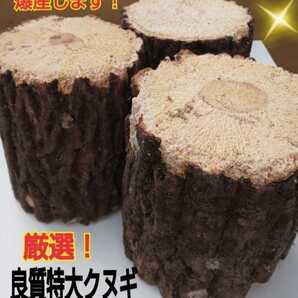 特大サイズ☆貴重なクヌギ産卵木【3本セット】太さ8~14㎝選べます!長さ13㎝カット☆硬めを好むオオクワガタ向きです☆数量限定販売です!