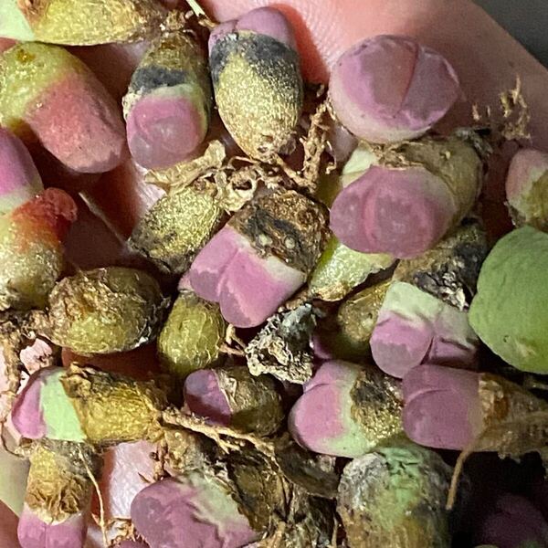 多肉植物 リトープス 20玉 1年苗