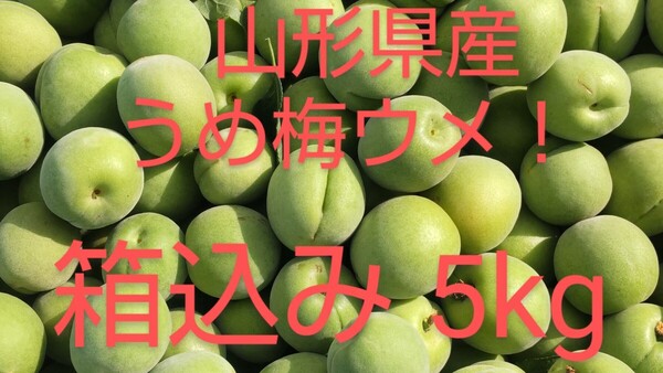 ☆品種おまかせ うめ梅ウメ!山形県産 箱込み 5kg/ 梅干し/ 梅酒/ 梅シロップ/ 産地直送/送料無料/白加賀/節田/谷沢梅