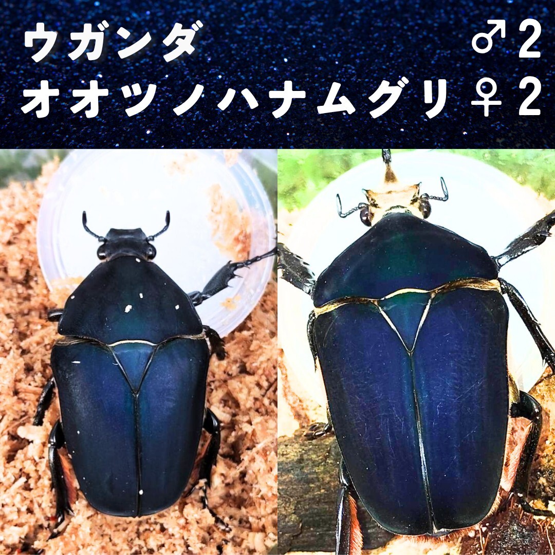 Yahoo!オークション -「オオツノハナムグリ」(ペット、生き物