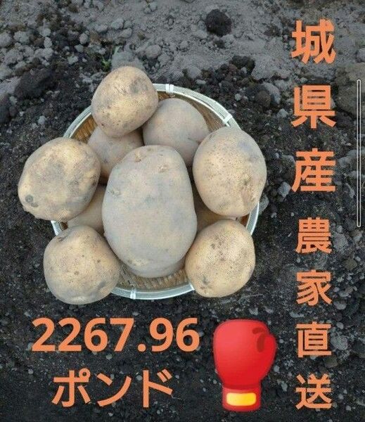 2025年産!!ジャガイモ☆とうや☆
