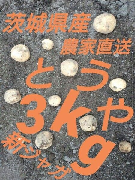 2025年新じゃが収穫!!とうや!!