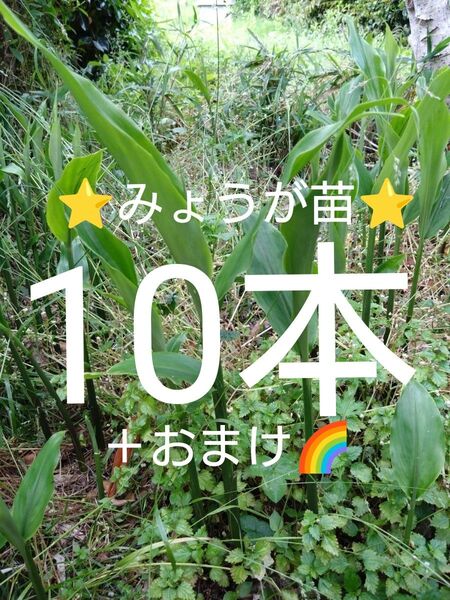 みょうが苗 ミョウガ苗 天然無農薬 抜き苗10本+おまけ