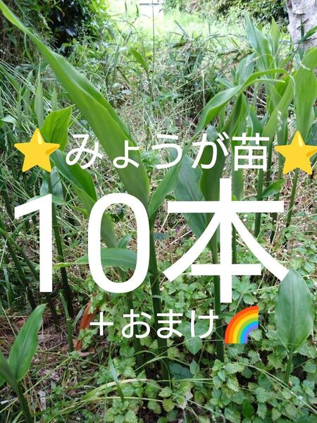 みょうが苗 ミョウガ苗 天然無農薬 抜き苗10本+おまけ