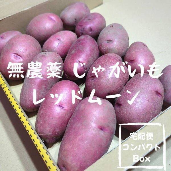 千葉県産 新じゃがいも レッドムーン 約1.1kg〜1.3kg