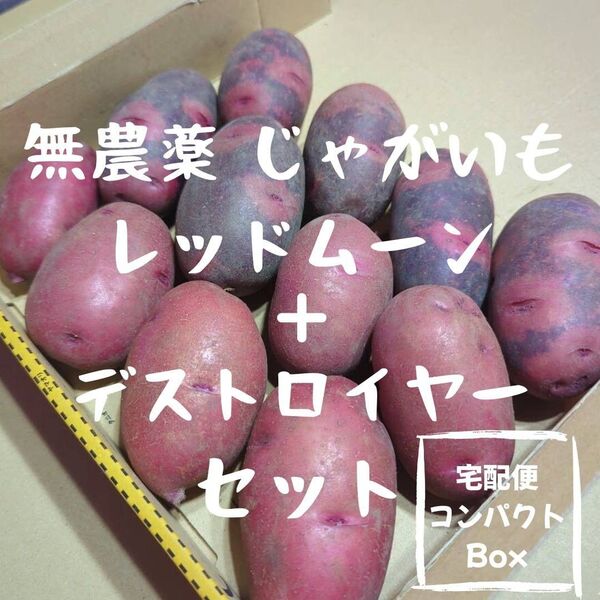 千葉県産 新じゃがいも レッドムーン & デストロイヤー 約1.1〜1.3kg