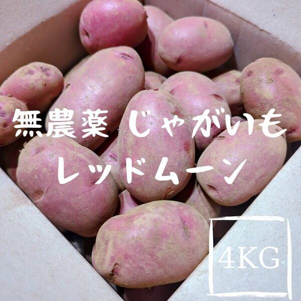 千葉県産 新じゃがいも レッドムーン 4kg