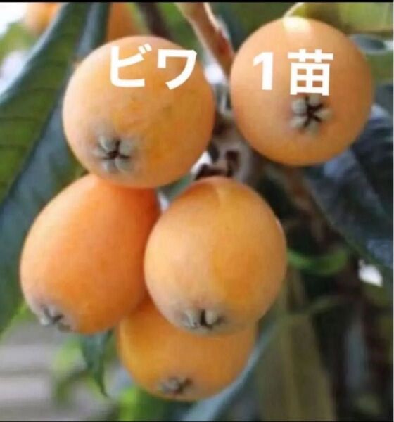 びわ苗 ビワ 琵琶 びわチンキ作り 果樹