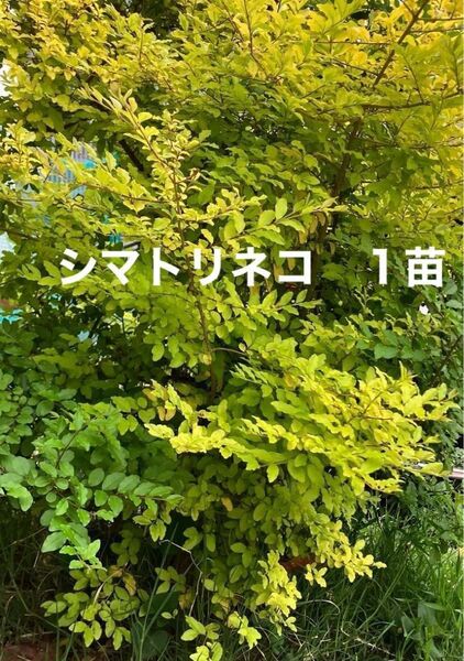 シマトリネコ 苗 シンボルツリー しまとりねこ 常緑樹 植木 西洋ガーデン