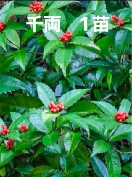 千両 苗 センリョウ 赤い実 常緑樹 縁起物 クリスマスリース お正月飾り スワッグ ハンドメイド材料 和風庭園 庭木 植木