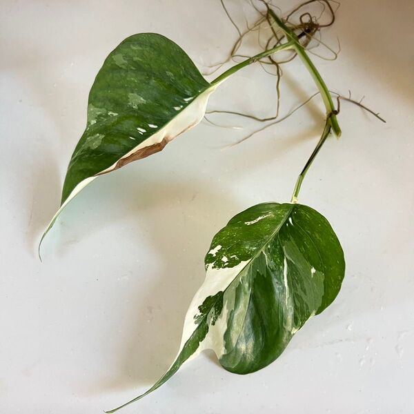 エピプレナム 斑入り カット 観葉植物