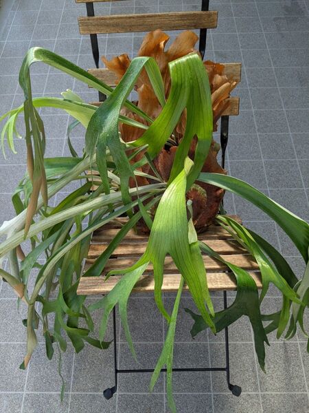 現品 ビカクシダ コウモリラン 板付け