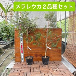 レッドジェム/カッパーグロウ【2品種セット】