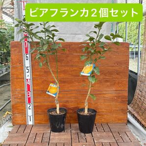 ビアフランカ【2個セット】