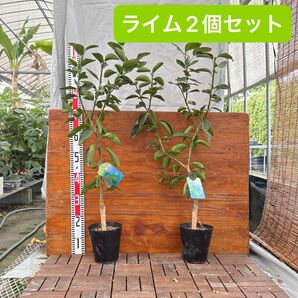 ライム【2個セット】