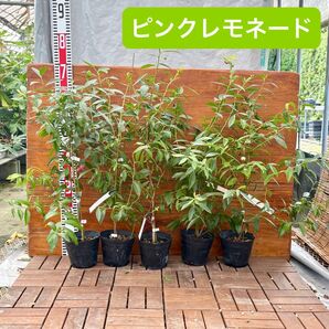 ピンクレモネード【5個セット】