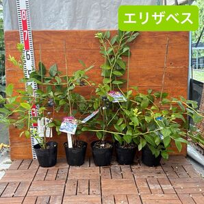 エリザベス【5個セット】