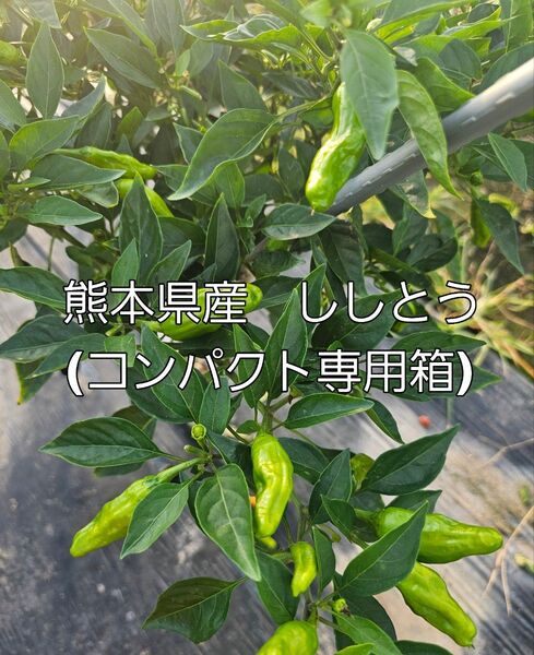 熊本県産 ししとう コンパクト専用