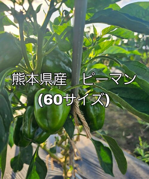 熊本県産 ピーマン 60サイズ