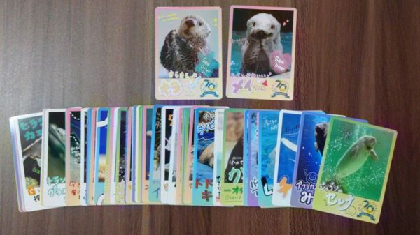 鳥羽水族館 コレクションカード 72枚セット ノーマル全種類 メイ キラ