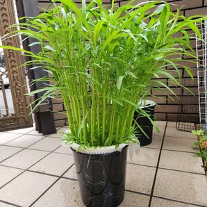 自由研究に 水耕栽培キット 空芯菜(エンツァイ)