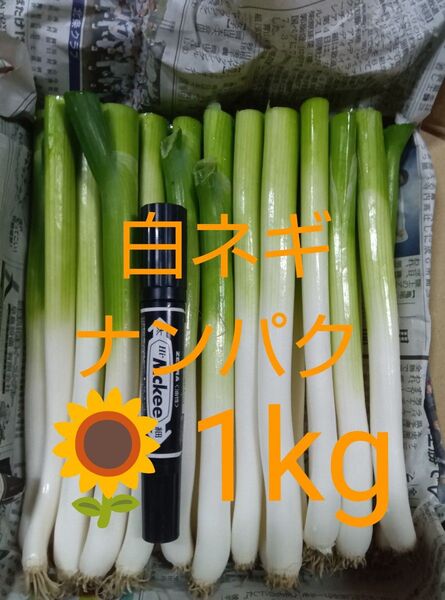 鳥取県産 白ネギ「夏若葱」1kg たっぷりナンパク宅急便コンパクト 長ネギ
