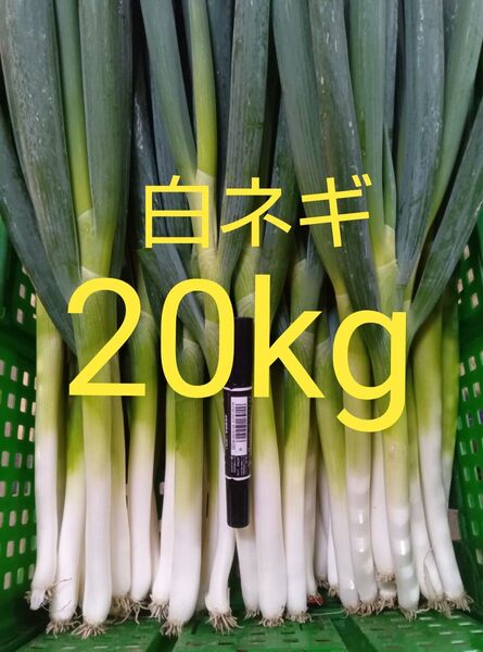 鳥取県産 白ネギ「夏若葱」20kg 長ネギ