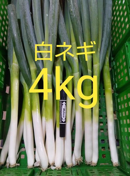 鳥取県産 白ネギ「夏若葱」4kg 長ネギ