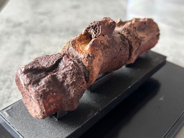 ドロマエオサウルスの椎骨 化石標本