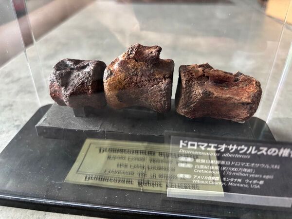 ドロマエオサウルスの椎骨 化石標本