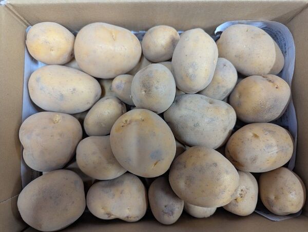 茨城県産 じゃがいも インカのめざめ 3kg