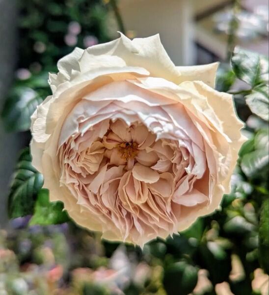 バラ苗 個性的な茶薔薇 病気に強い 強健種 新