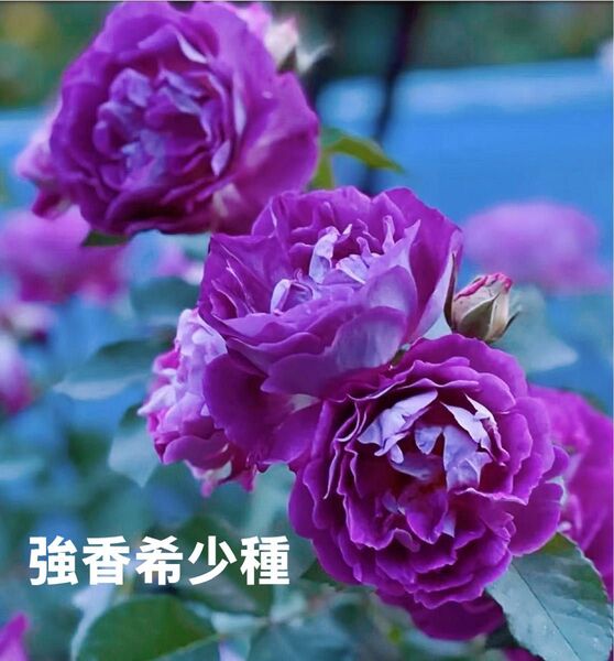 激レアバラ苗 強香 紫の複色 病気に非常に強い