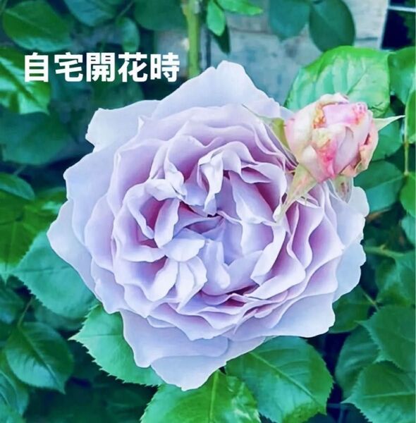 藤色バラ苗 超強健種 波弁咲き 四季咲き