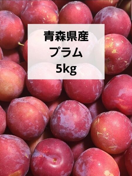 青森県産 プラム すもも 大石 5kg 箱込み