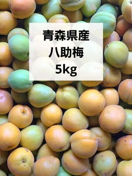 青森県産 杏 あんず 八助 八助梅 5kg箱込み