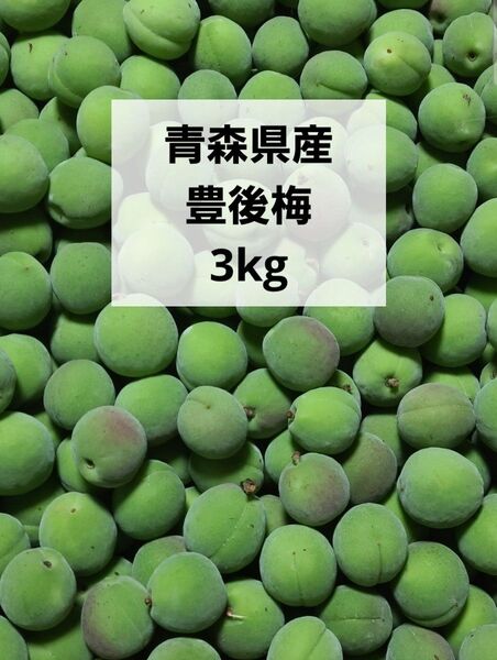青森県産 梅 青梅 豊後梅 3kg 箱込み