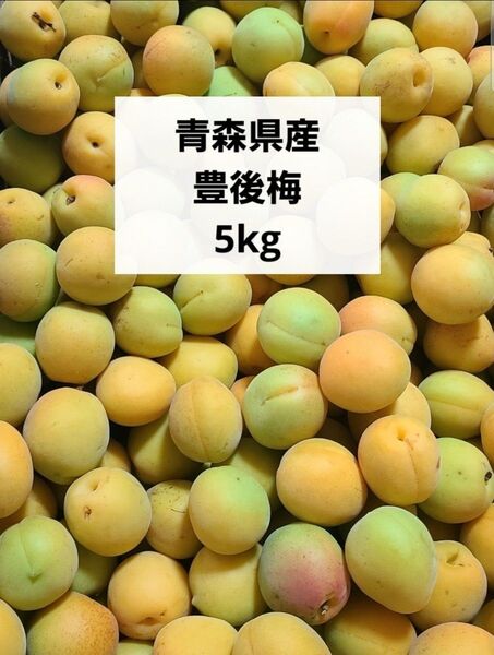 青森県産 梅 豊後梅 5kg 箱込み