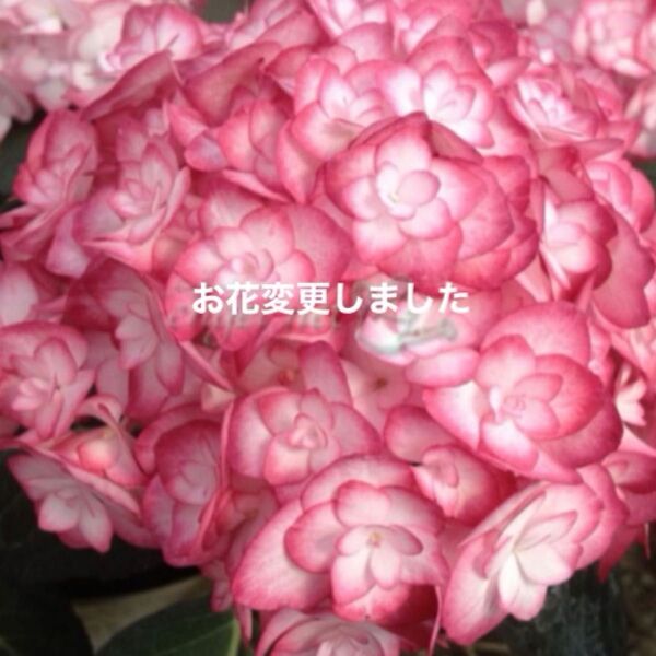 あじさい さし穂各1本 最後の画像おまけ付き 全6種送ります おまけの指定はできません