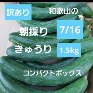 訳あり 朝採りきゅうり コンパクトボックスいっぱい詰め1.5kg前後