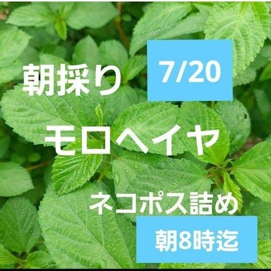 農薬不使用 朝採り モロヘイヤ ネコポス詰め