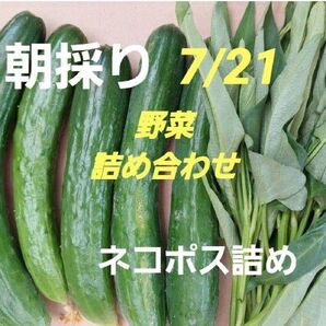 農薬不使用 朝採り野菜詰め合わせ ネコポス詰め