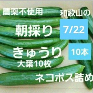 7/22朝採り きゅうり10本+大葉10枚 ネコポス詰め