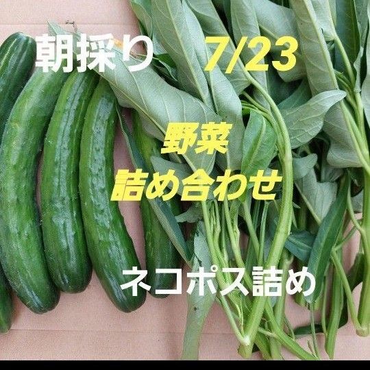 無農薬 朝採り野菜詰め合わせ ネコポスいっぱい詰め