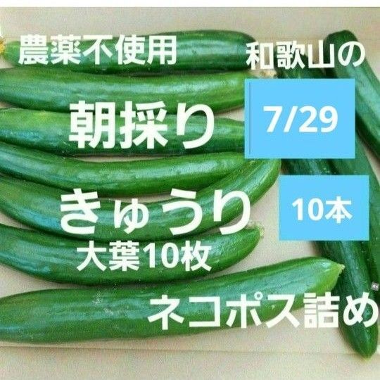 7/29朝採り きゅうり10本+大葉10枚 ネコポス詰め