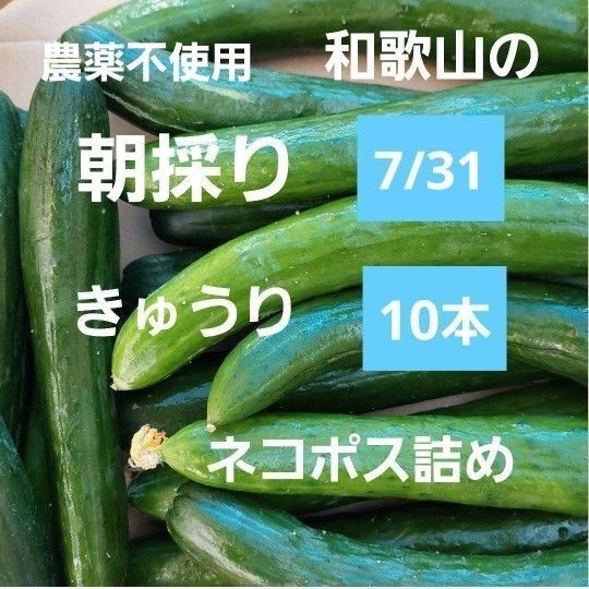 農薬不使用 7/31朝採り きゅうり10本 ネコポス詰め