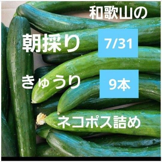 農薬不使用 7/31朝採り きゅうり9本 ネコポス詰め