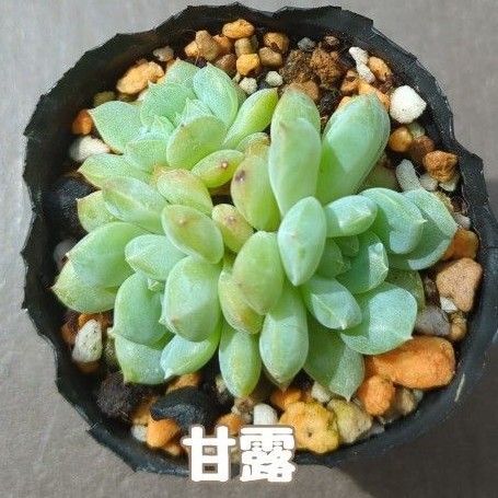 多肉植物 甘露 抜き苗